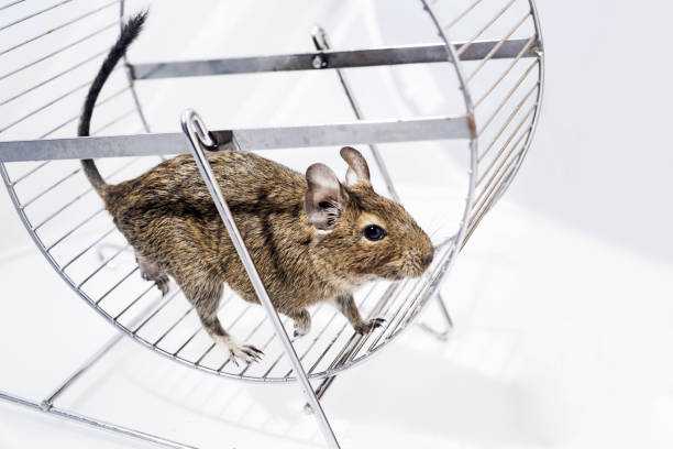 Top 10 Effective Rodent Control Methods for Homes and Businesses
