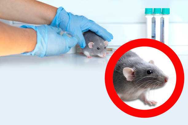 Signs of a Rodent Infestation: How to Detect and Act Fast