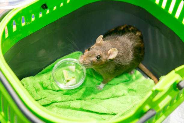 Eco-Friendly Rodent Control: Natural Ways to Keep Mice Away