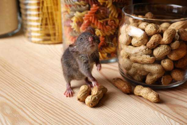 How to Prevent a Mouse Infestation in Your Home